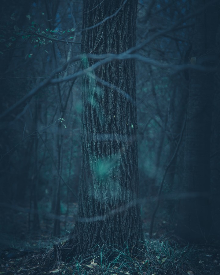 "Into the Woods" de Nicolas Sasbon
