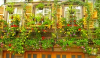 Setenta balcones...y muchas flores