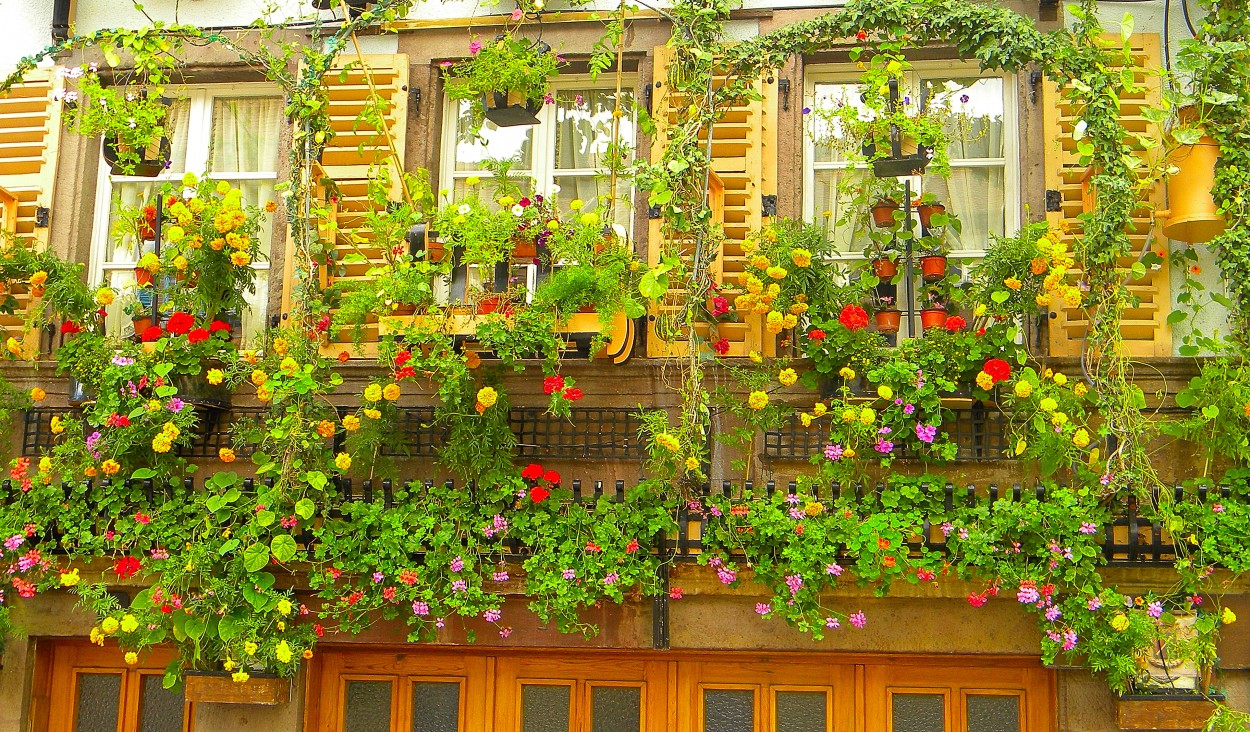 "Setenta balcones...y muchas flores" de Amelia Pascuali de Dios