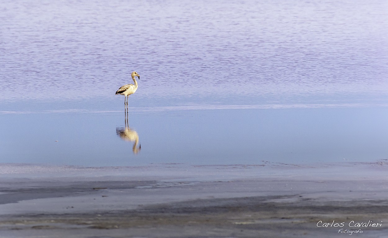 "La soledad.de una bella ave..." de Carlos Cavalieri