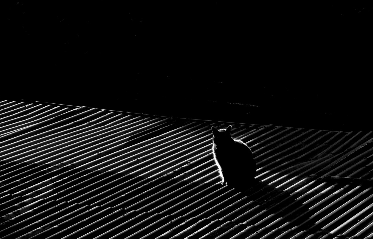 "Entre sombras y luz" de Silvia Olliari