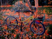 Mi bici de otoño