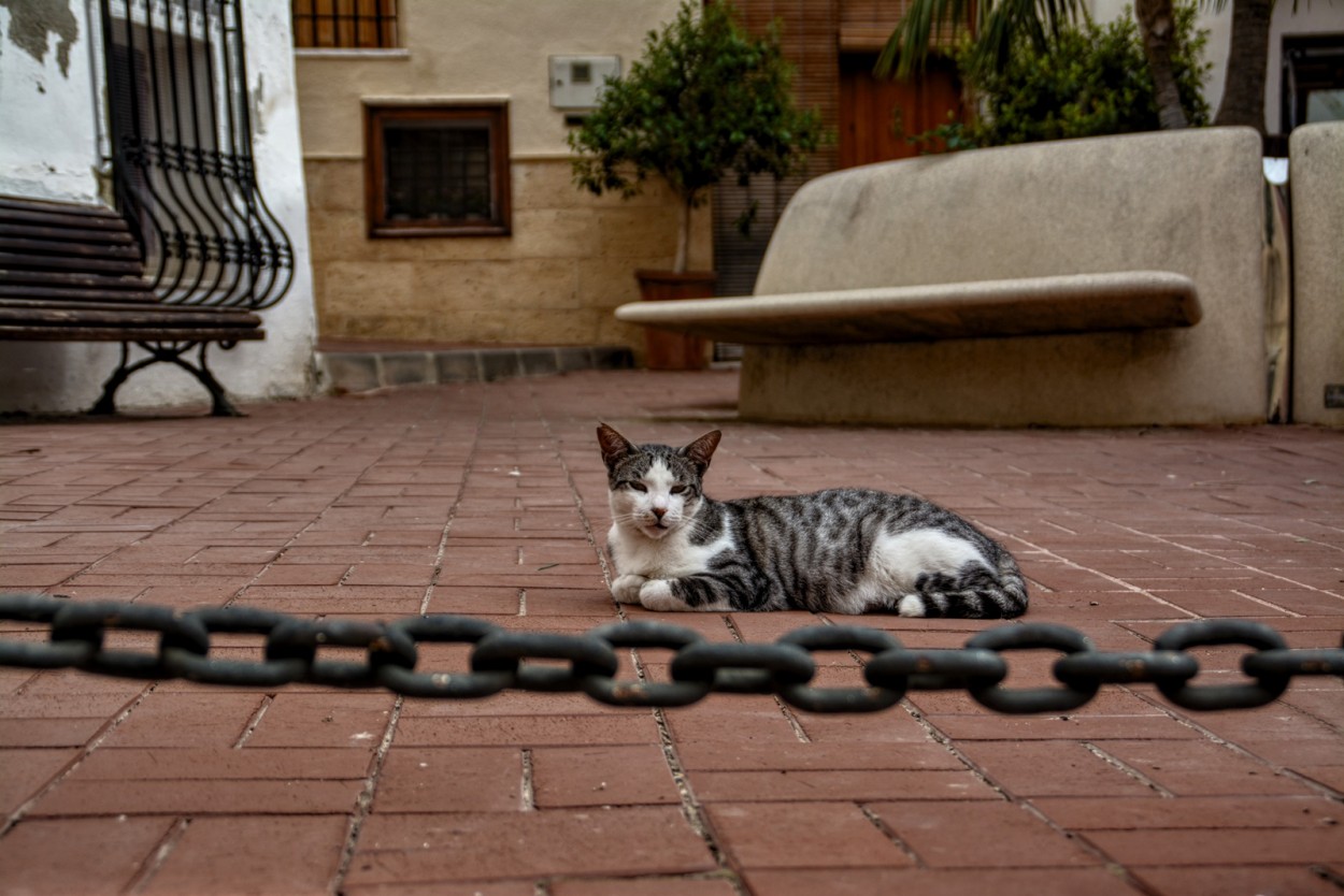 "**The Cat**" de Antonio Snchez Gamas (cuky A. S. G. )
