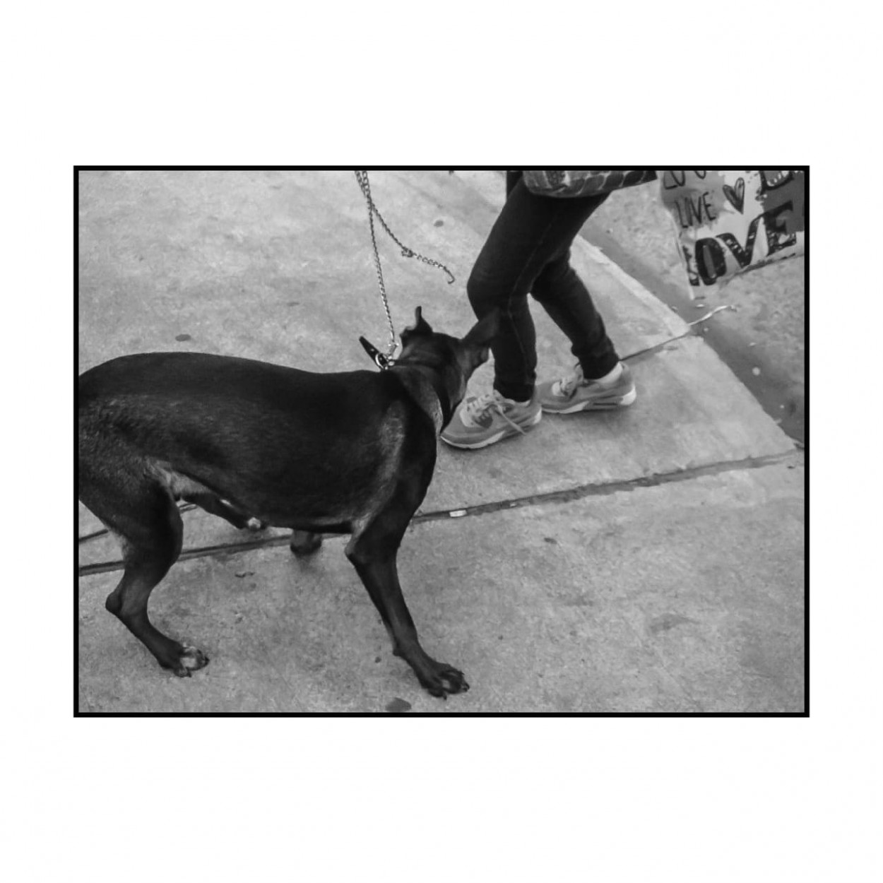 "Doggy" de Manuel Garxa