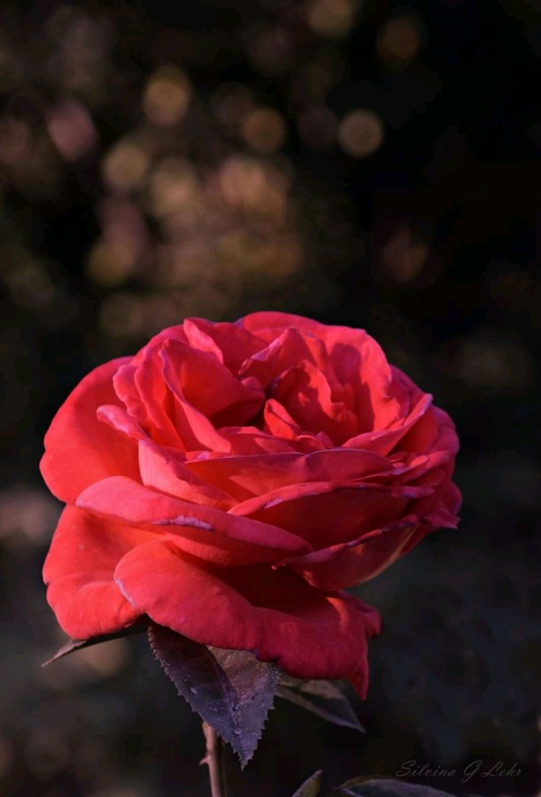 "Rosa rosa" de Silvina Lehr