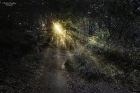 Un rayo de luz en el bosque...