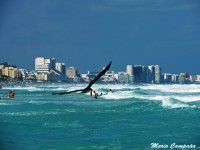 Gaviota sobrevolando Playa Delfines...