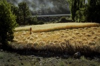 La siega del trigo en Cayanta