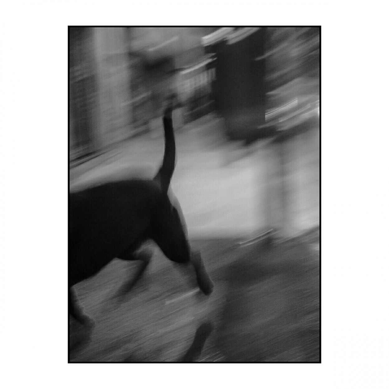 "Black dog" de Manuel Garxa