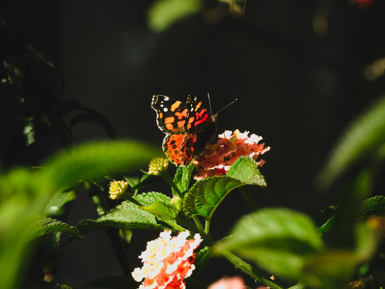 "Papillon" de Renzo Galetto