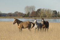 Equinos en la Pampa hmeda