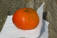 Mandarina bajo el sol!!