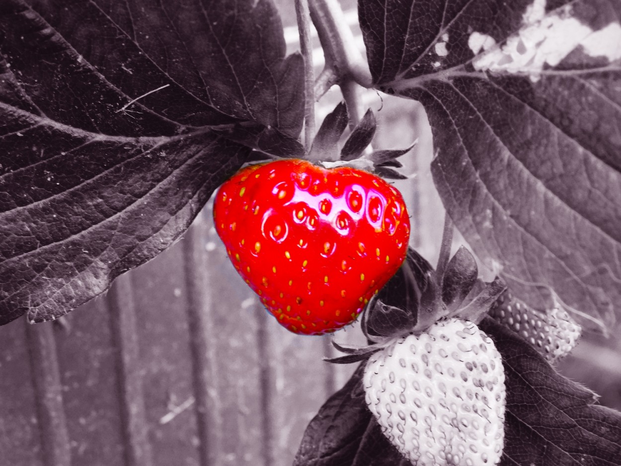 "Strawberry" de Simn Polizzi
