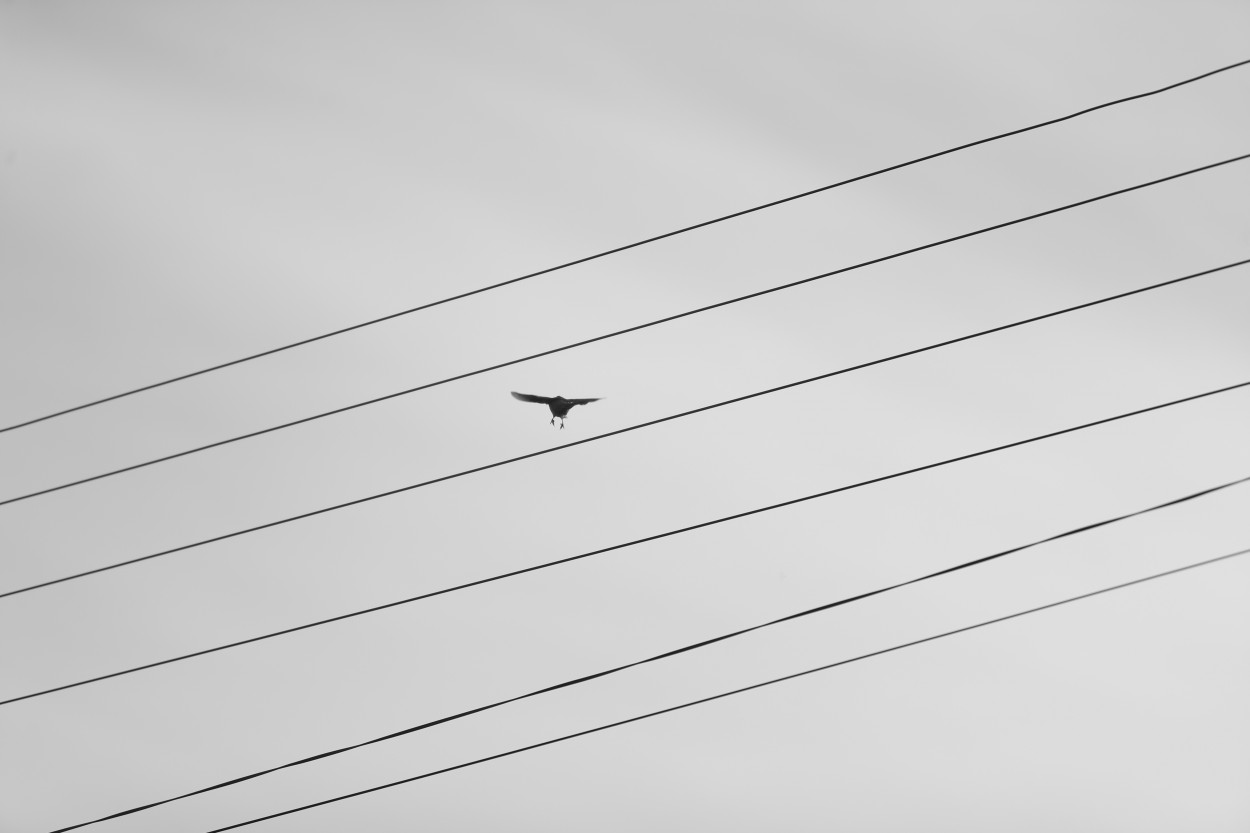 "Aterrizar para Volar" de Diego Dadone