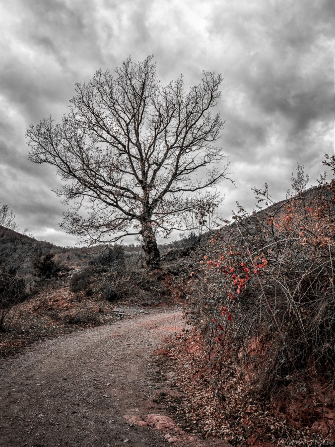 "Camins que porten a Rocabruna" de David Roldn