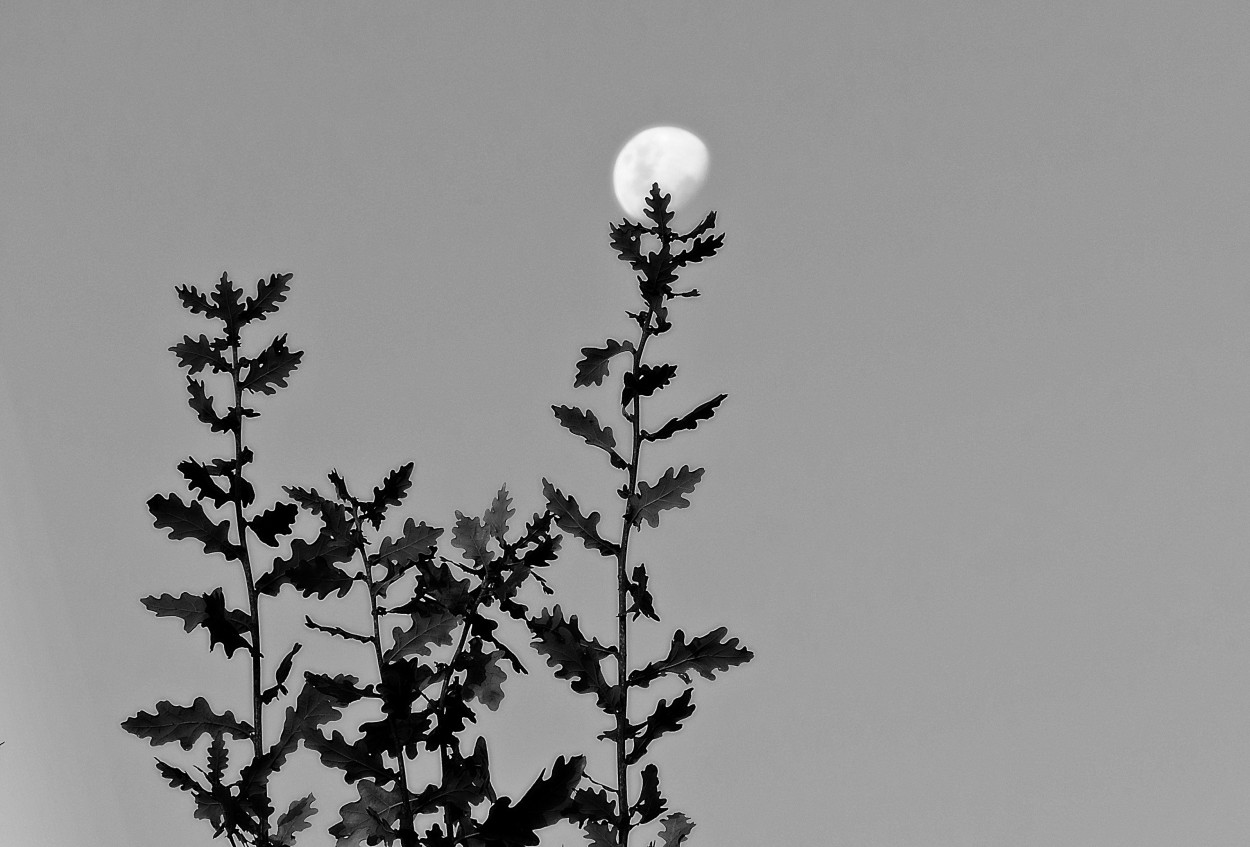 "Tarde de luna" de Silvia Olliari