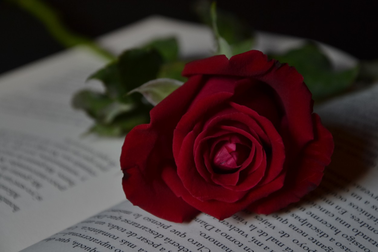 "Libro y rosa" de Patricia Marcenaro