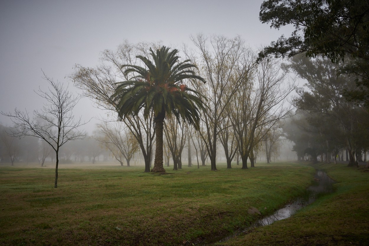 "Niebla en el parque" de Fernando Valdez Vazquez