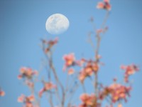A veces la luna suea con lapachos en flor...