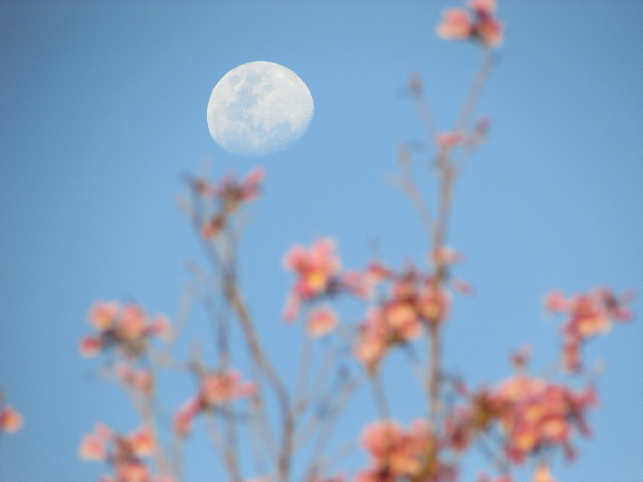 "A veces la luna suea con lapachos en flor..." de Juana Ins Ruiz Diaz