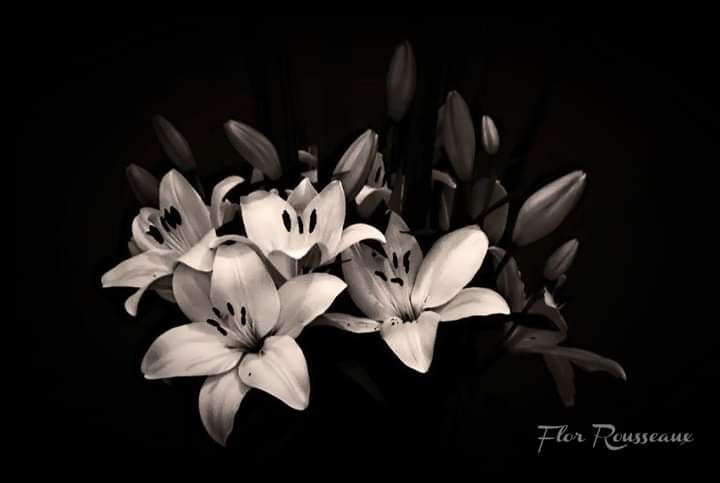 "Sin Ttulo" de Mara Florencia Rousseaux (flor)