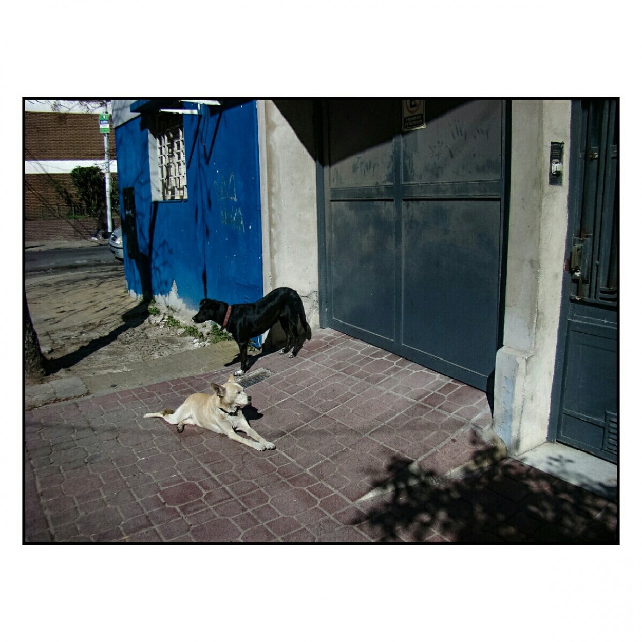"Perros" de Manuel Garxa