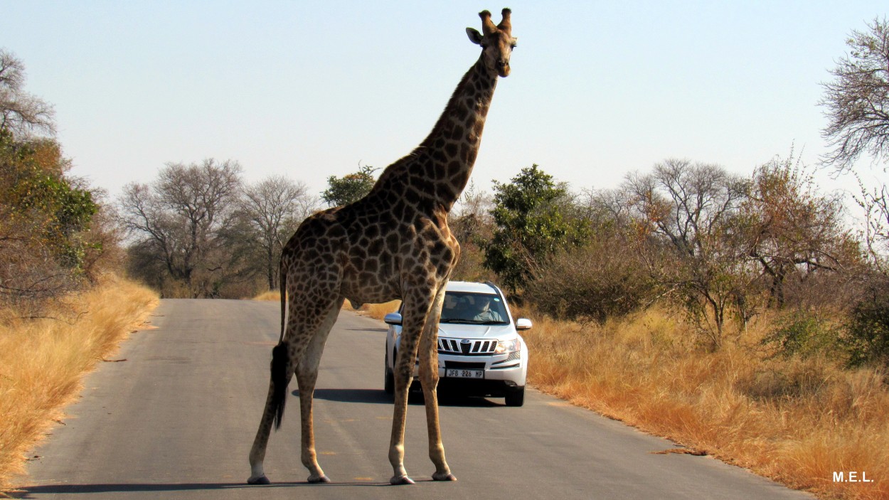 "`Parque Nacional Kruger`" de Mabel Ester Lattanzi
