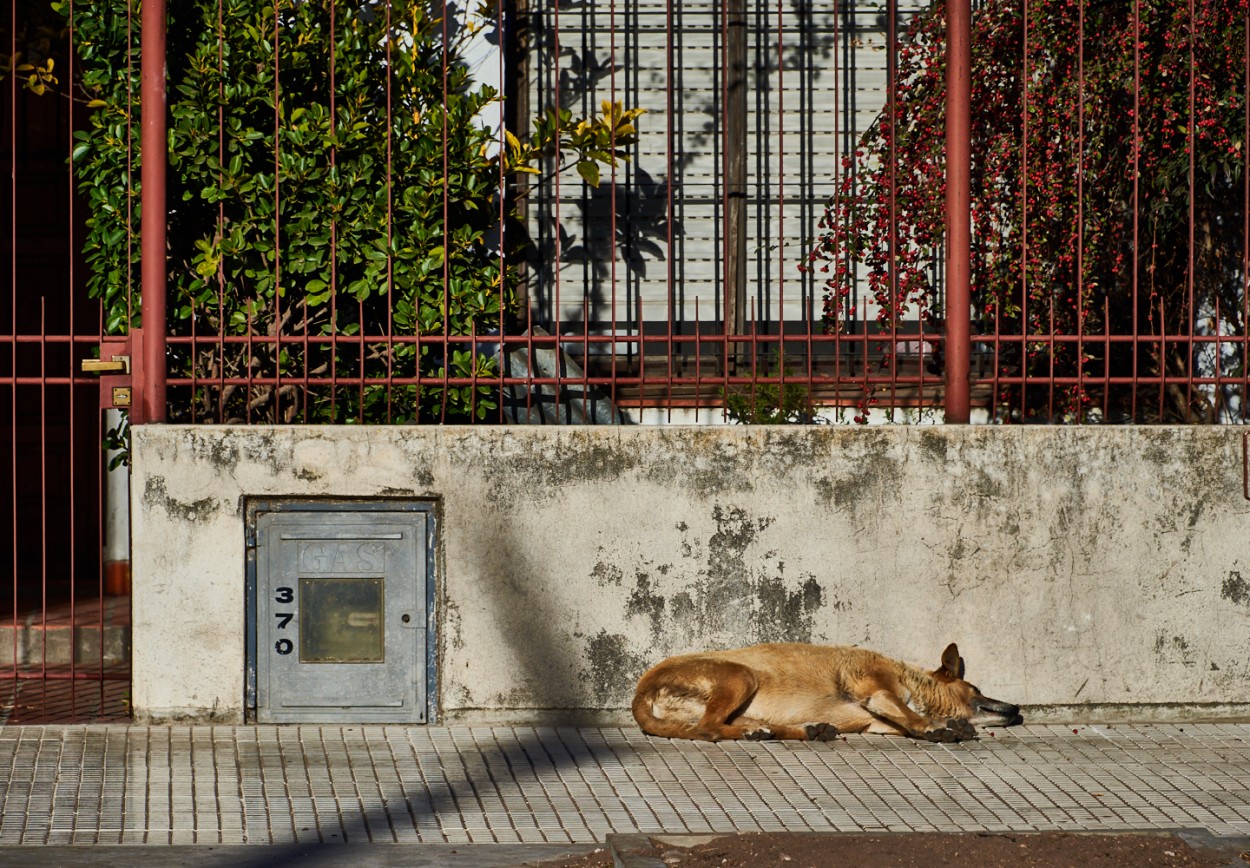 "Durmiendo al sol" de Fernando Valdez Vazquez
