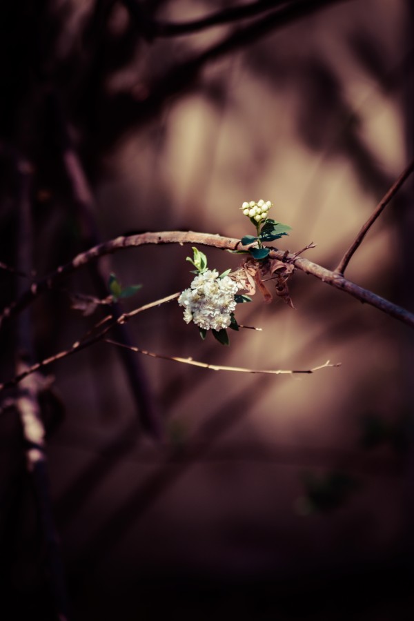 "Primavera.. asomando..." de Carina Saravia