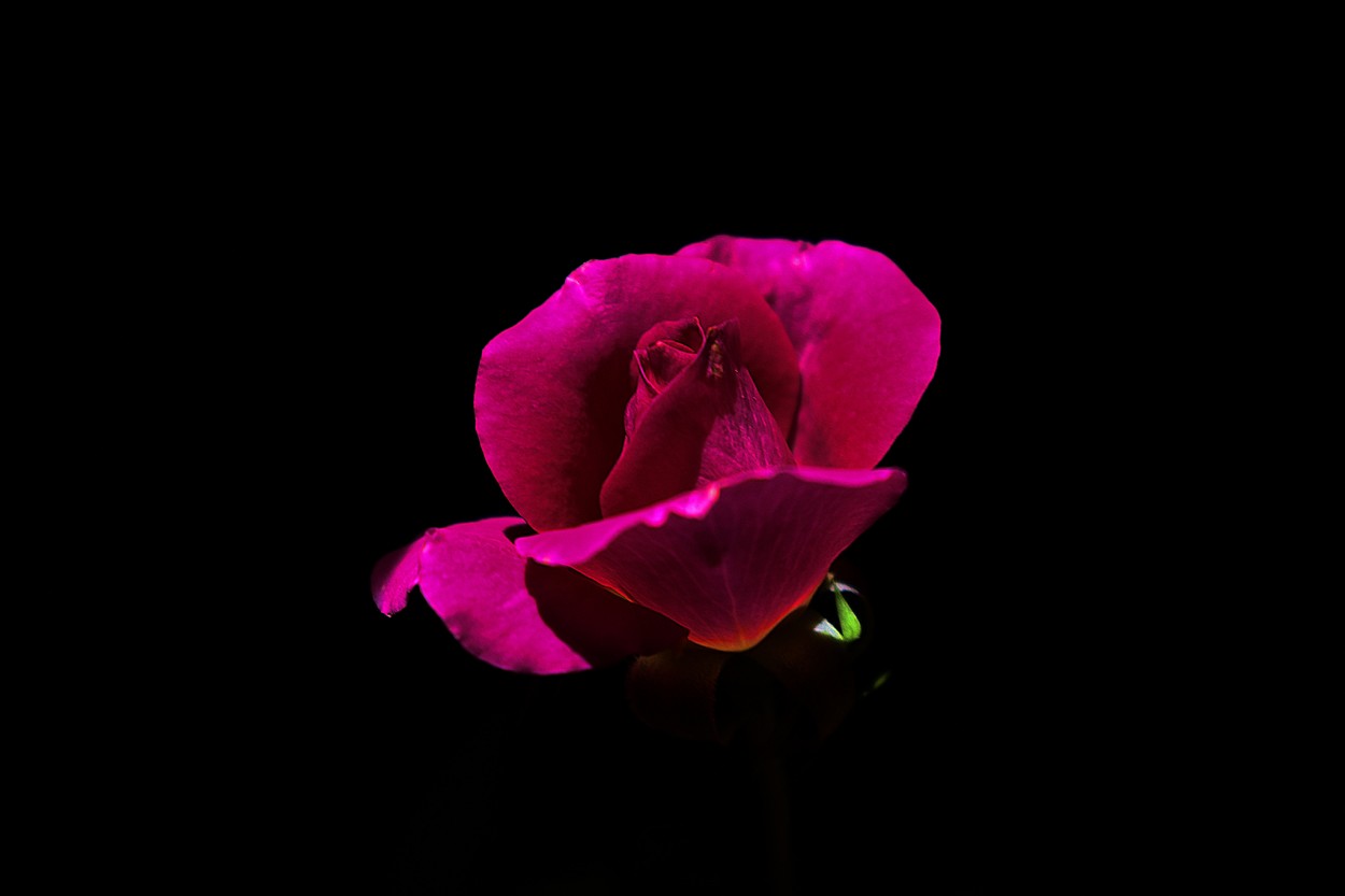 "Rosa rosa..." de Sergio Andrs Petrola