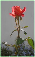 Rosa rosa....