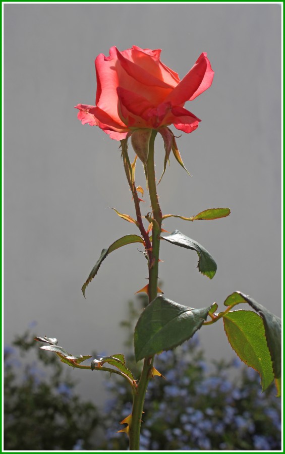 "Rosa rosa...." de Silvia Emilia Guerra
