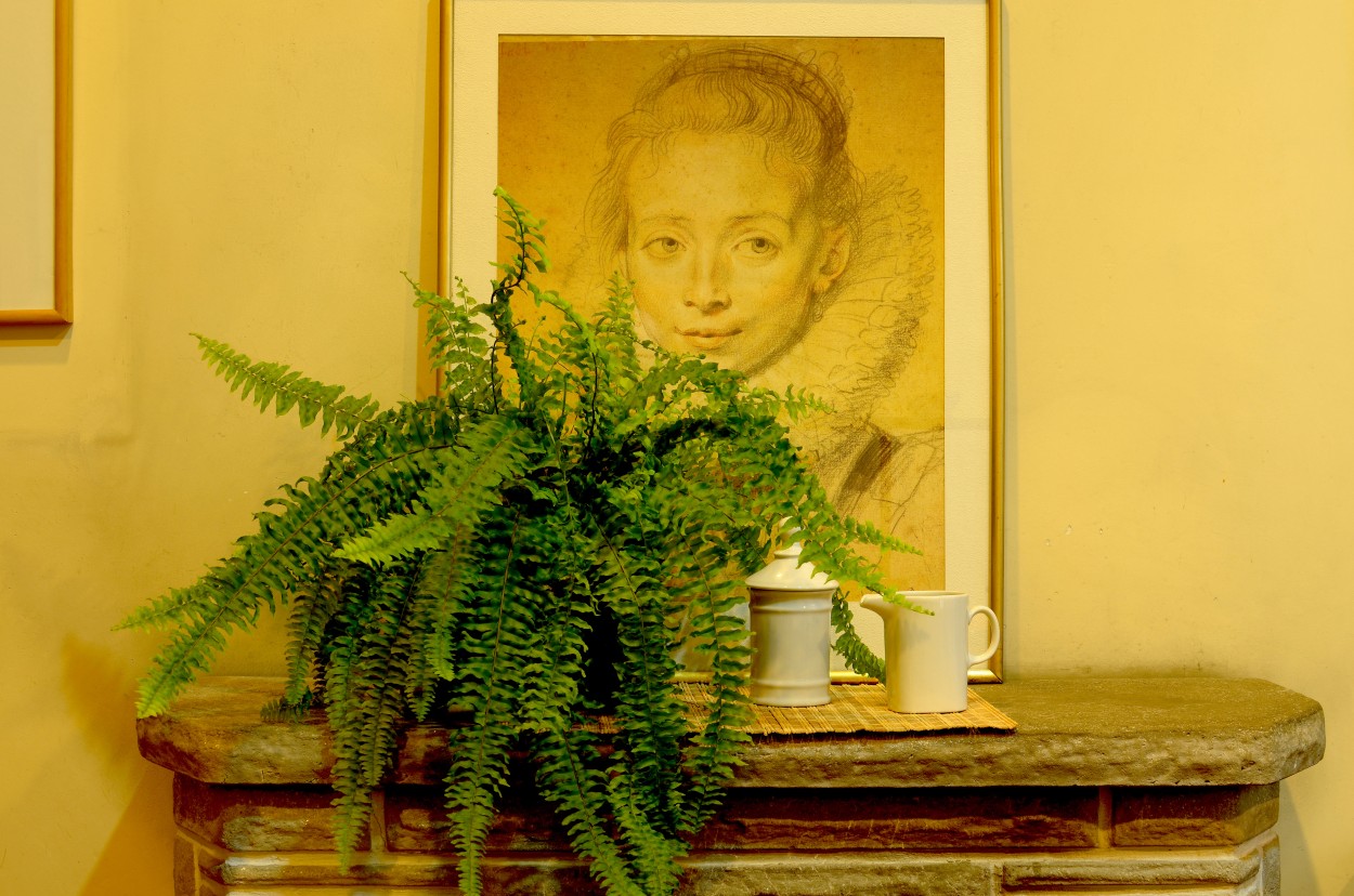 "Interior con helecho" de Florencia Monti