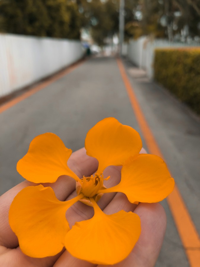 "Fiore in strada" de Jorge Fabian Palmieri
