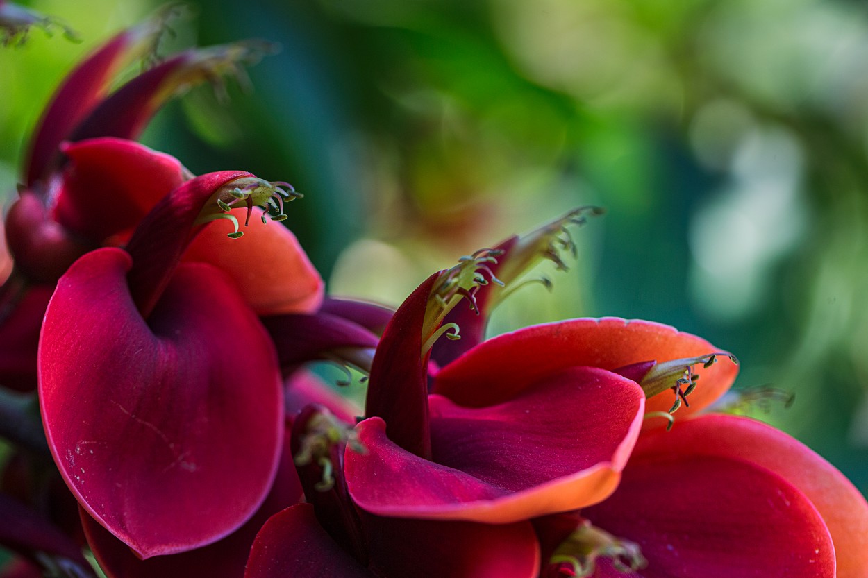 "Flores de ceibo" de Carlos Gianoli