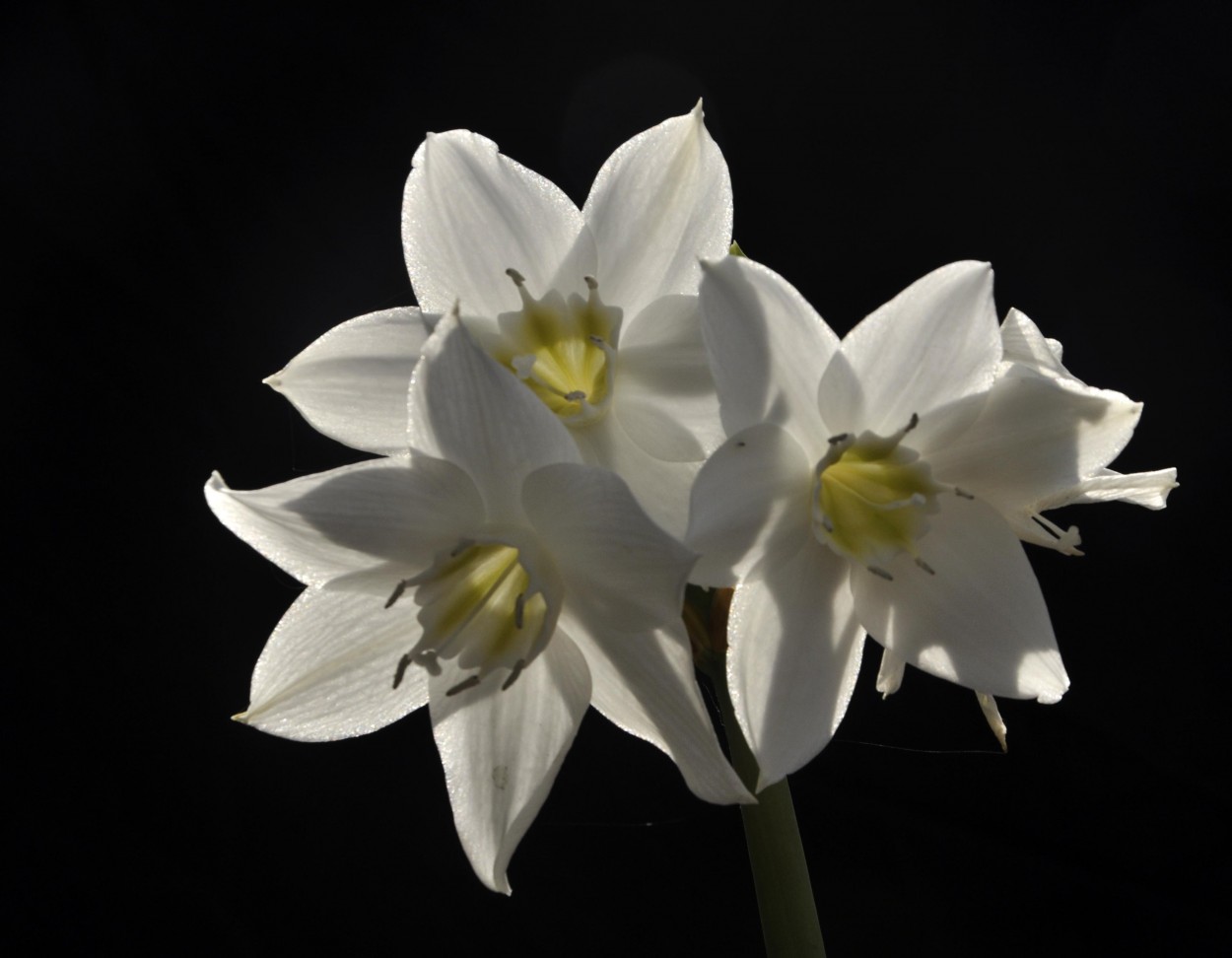 "Flores Blancas" de Flix Edmundo Reyes