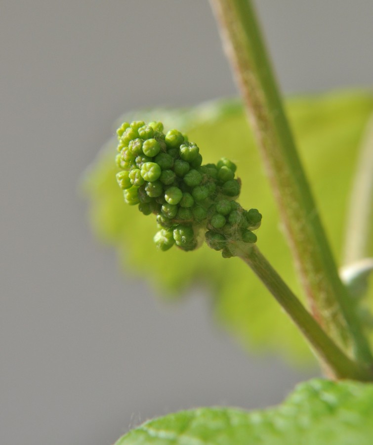 "O futuro cacho de uvas, hoje com um centmetro!" de Decio Badari