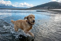 El perro y el lago