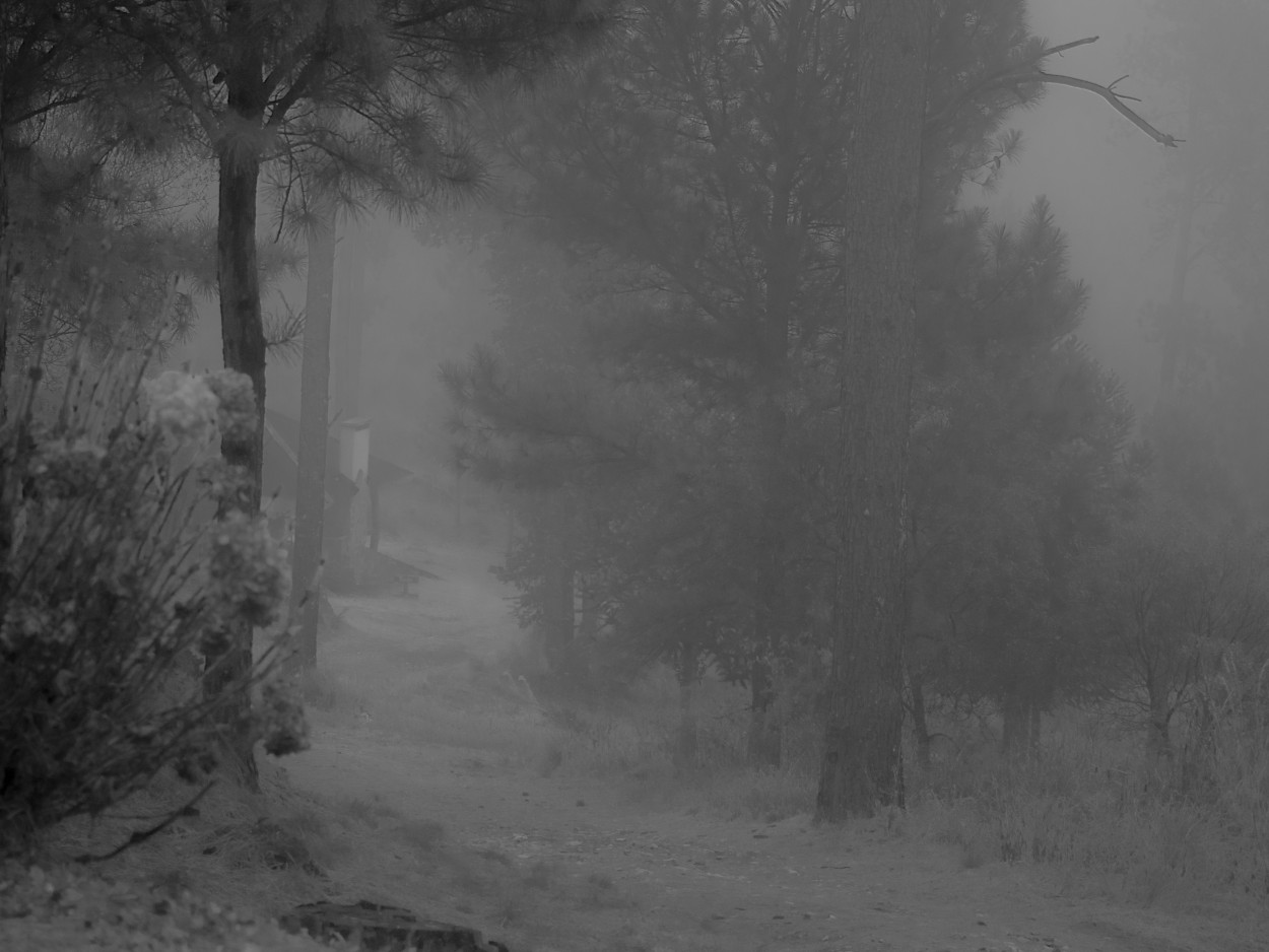 "En la niebla" de Nstor Gorriti
