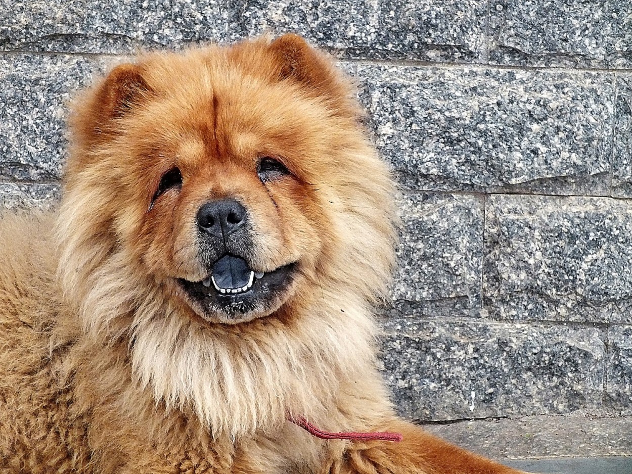 "Um simptico e feliz Chow-chow !" de Decio Badari