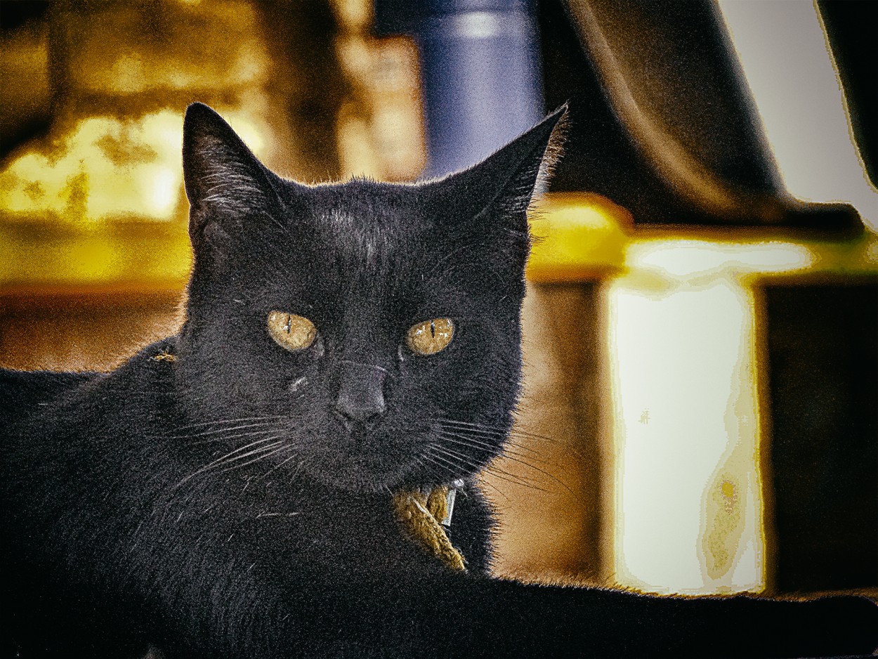 "Don Jack, un gato serio" de Ruperto Silverio Martinez