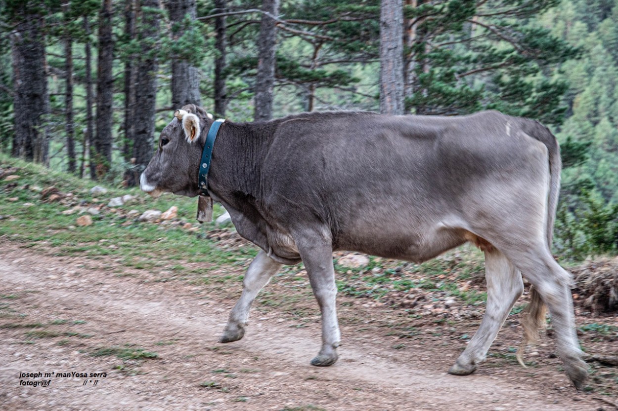 "Vaca" de Josep Maria Maosa Serra