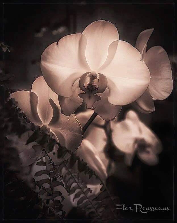 "Muchos ojos...." de Mara Florencia Rousseaux (flor)
