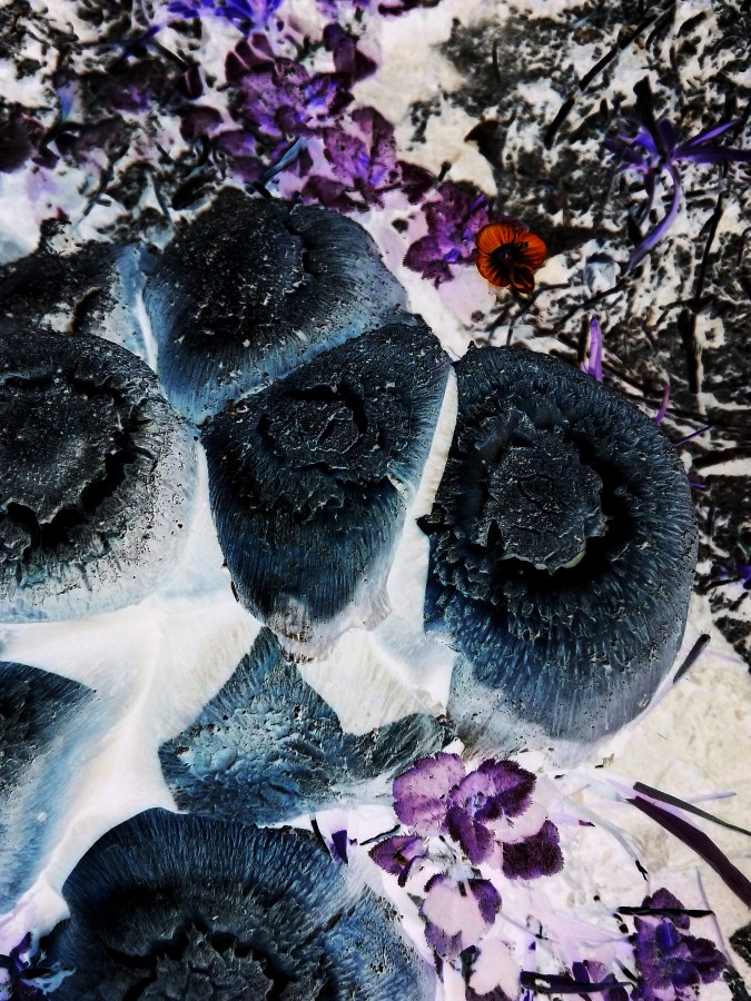 "`Extraos hongos`" de Iris Elizabeth Scotto