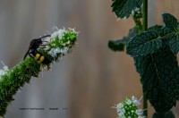 La vespa i la flor de menta