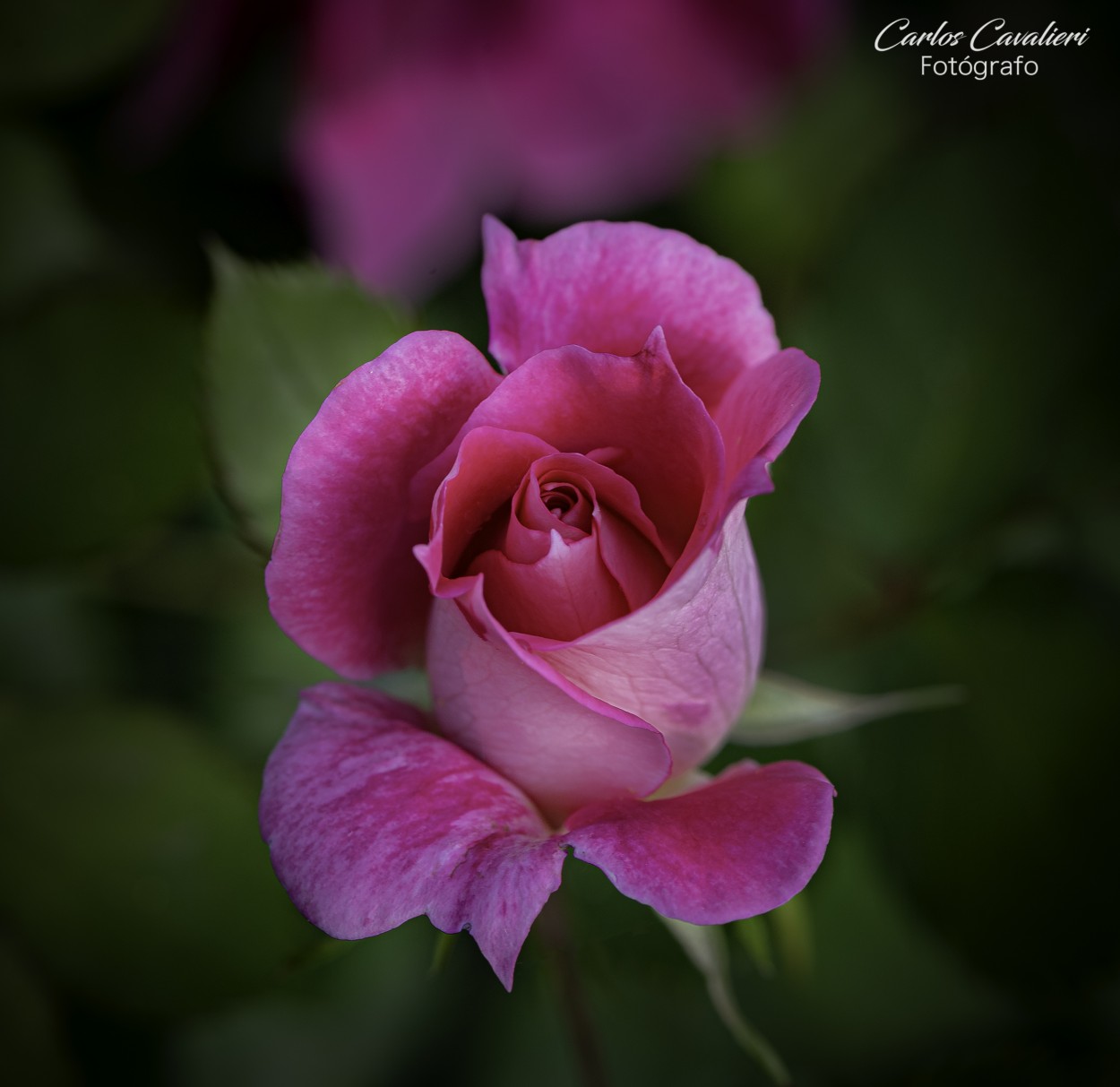 "La mas rosada de mi jardn..." de Carlos Cavalieri