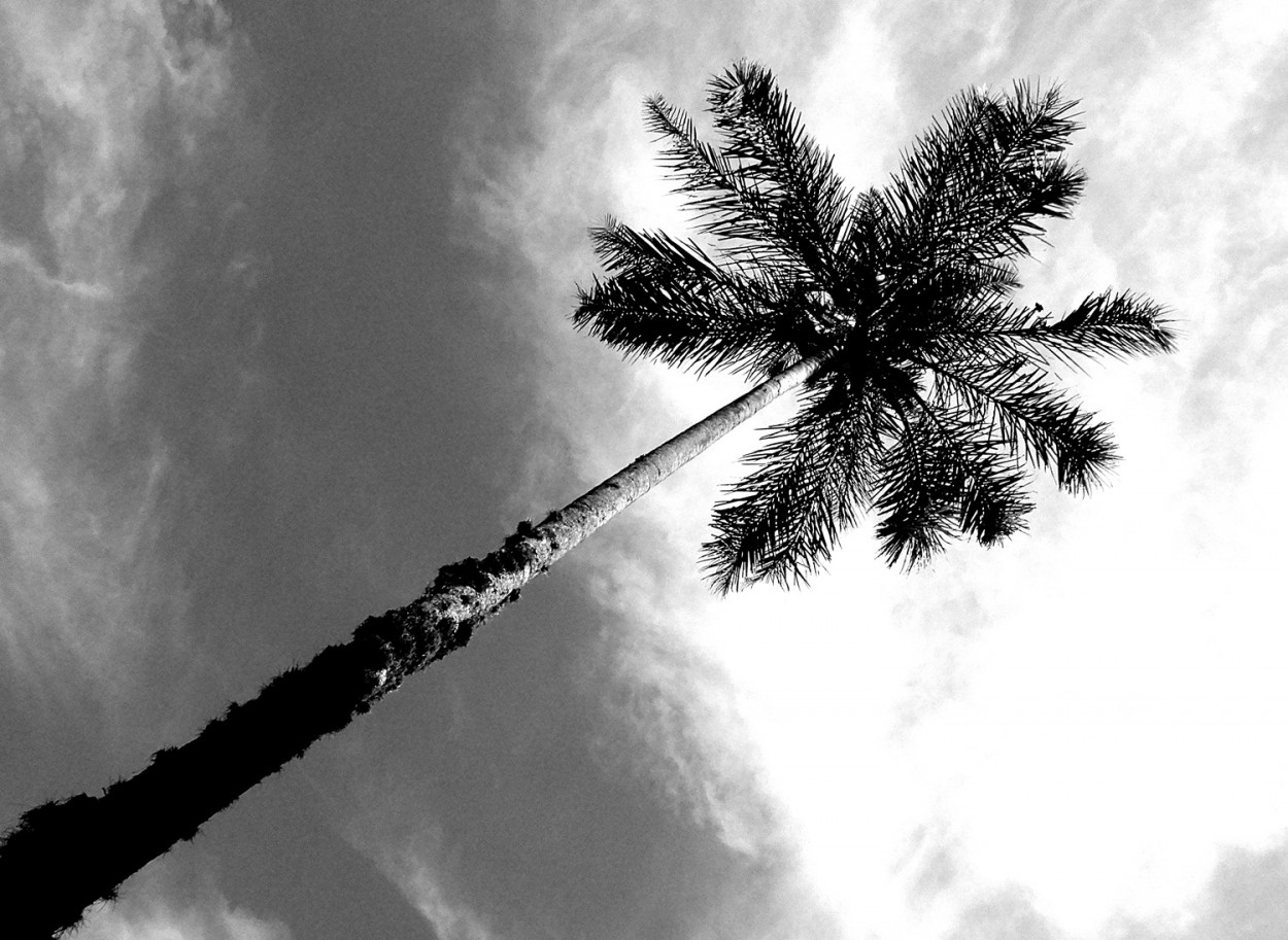 "A palmeira de nossa praa da matriz que no......." de Decio Badari