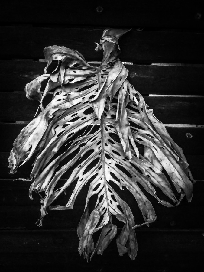 "El esqueleto de la hoja" de Roberto Guillermo Hagemann