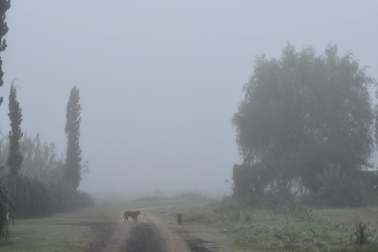 "En la niebla" de Victor Fontana
