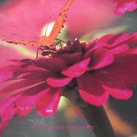 flor coqueta y abeja libadora